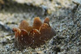 Attēlu rezultāti vaicājumam “Peziza ammophila”