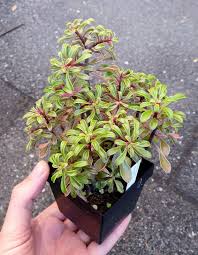 Image result for Aichryson