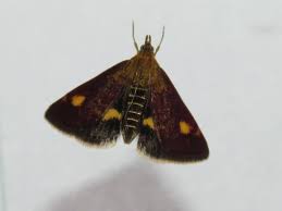 Attēlu rezultāti vaicājumam “Pyrausta aurata”