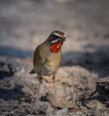 Image result for Luscinia calliope