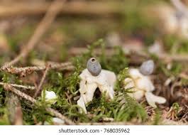 Attēlu rezultāti vaicājumam “Geastrum quadrifidum”