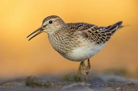 Image result for Calidris melanotos