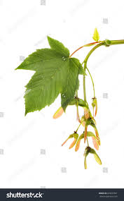 Attēlu rezultāti vaicājumam “Acer pseudoplatanus leaf”