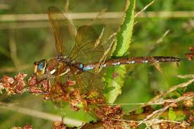 Attēlu rezultāti vaicājumam “Aeshna grandis”