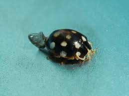 Attēlu rezultāti vaicājumam “Calvia quatuordecimguttata”