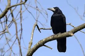 Attēlu rezultāti vaicājumam “Corvus frugilegus adult”