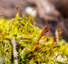 Attēlu rezultāti vaicājumam “Callicladium haldanianum sporophyte”