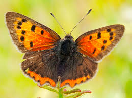 Attēlu rezultāti vaicājumam “Lycaena phlaeas male”