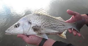 Image result for Pomadasys commersonnii