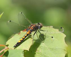 Attēlu rezultāti vaicājumam “Leucorrhinia pectoralis female”