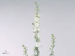 Image result for Consolida regalis