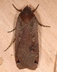 Attēlu rezultāti vaicājumam “Noctua pronuba”