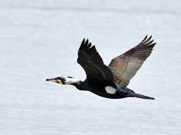 Attēlu rezultāti vaicājumam “Phalacrocorax carbo adult”