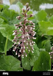 Image result for Petasites officinalis