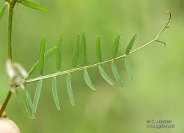 Attēlu rezultāti vaicājumam “Vicia hirsuta bud”