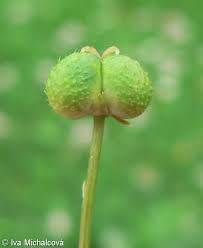 Attēlu rezultāti vaicājumam “Mercurialis perennis bud”