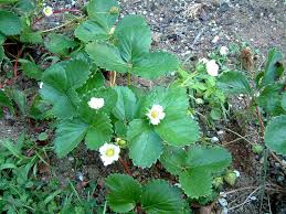 Attēlu rezultāti vaicājumam “Fragaria x ananassa”