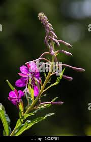 Attēlu rezultāti vaicājumam “Epilobium angustifolium bud”