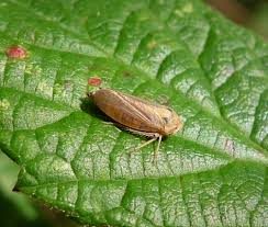 Attēlu rezultāti vaicājumam “Cicadellidae”