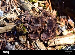 Attēlu rezultāti vaicājumam “Thelephora terrestris”