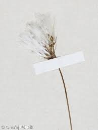 Attēlu rezultāti vaicājumam “Eriophorum gracile fruit”