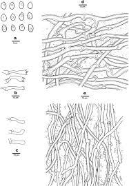 Attēlu rezultāti vaicājumam “Hapalopilus aurantiacus”