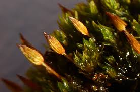 Attēlu rezultāti vaicājumam “Orthotrichum anomalum”