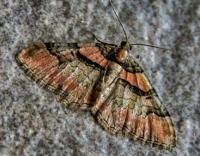 Attēlu rezultāti vaicājumam “Catarhoe rubidata”