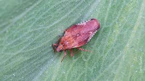 Attēlu rezultāti vaicājumam “Physatocheila smreczynskii”