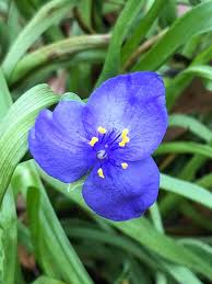 Attēlu rezultāti vaicājumam “Tradescantia virginiana flower”