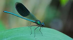 Attēlu rezultāti vaicājumam “Calopterygidae”