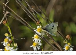 Attēlu rezultāti vaicājumam “Pieris rapae female”