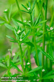 Image result for Galium aparine