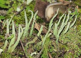 Attēlu rezultāti vaicājumam “Cladonia coniocraea”