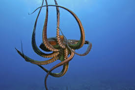 Attēlu rezultāti vaicājumam “Polypogon tentacularius”