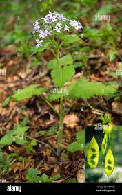 Attēlu rezultāti vaicājumam “Lunaria rediviva fruit”