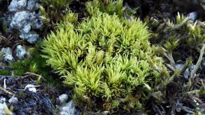 Attēlu rezultāti vaicājumam “Tortella inclinata”