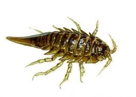 Attēlu rezultāti vaicājumam “Saduria entomon”