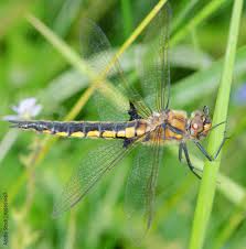 Attēlu rezultāti vaicājumam “Cordulidae”