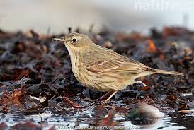 Image result for Anthus petrosus