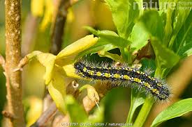 Attēlu rezultāti vaicājumam “Callimorpha dominula larva”