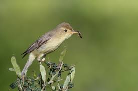 Image result for Hippolais polyglotta