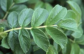 Attēlu rezultāti vaicājumam “Rosa subcanina leaf”