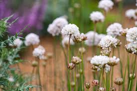 Attēlu rezultāti vaicājumam “Armeria vulgaris flower”