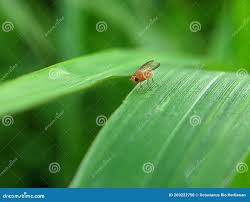 Attēlu rezultāti vaicājumam “Phytomyza ranunculi”