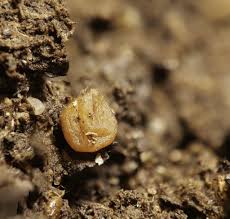 Attēlu rezultāti vaicājumam “Amaurochaete atra spores”