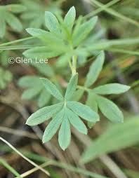 Attēlu rezultāti vaicājumam “Pentaphylloides fruticosa leaf”
