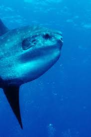 Image result for Mola mola
