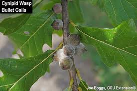 Attēlu rezultāti vaicājumam “gall”