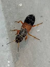 Attēlu rezultāti vaicājumam “Epuraea sp.”